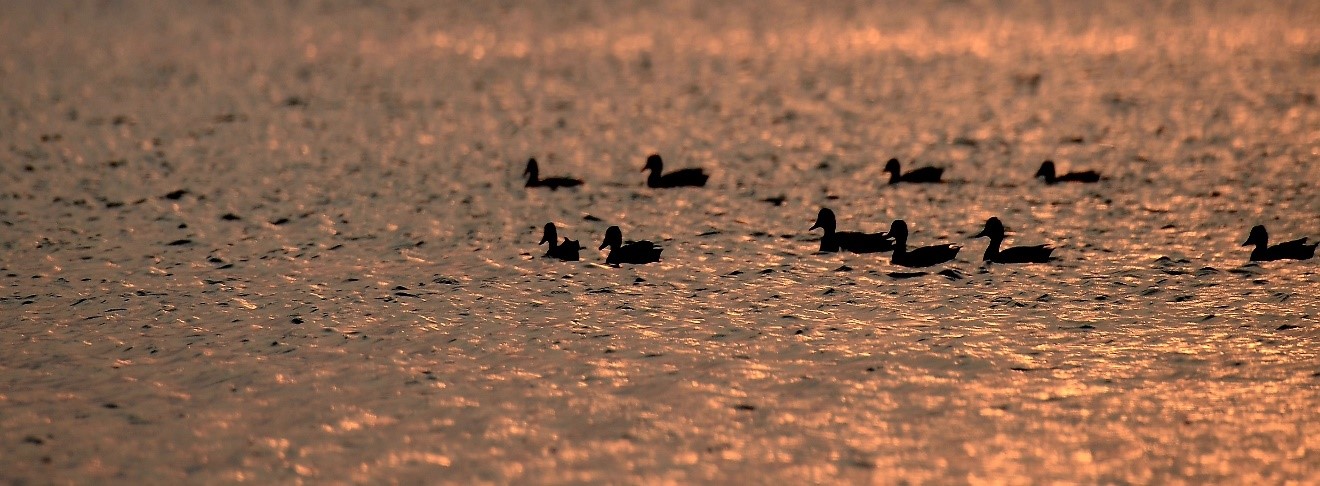 Blog inline image