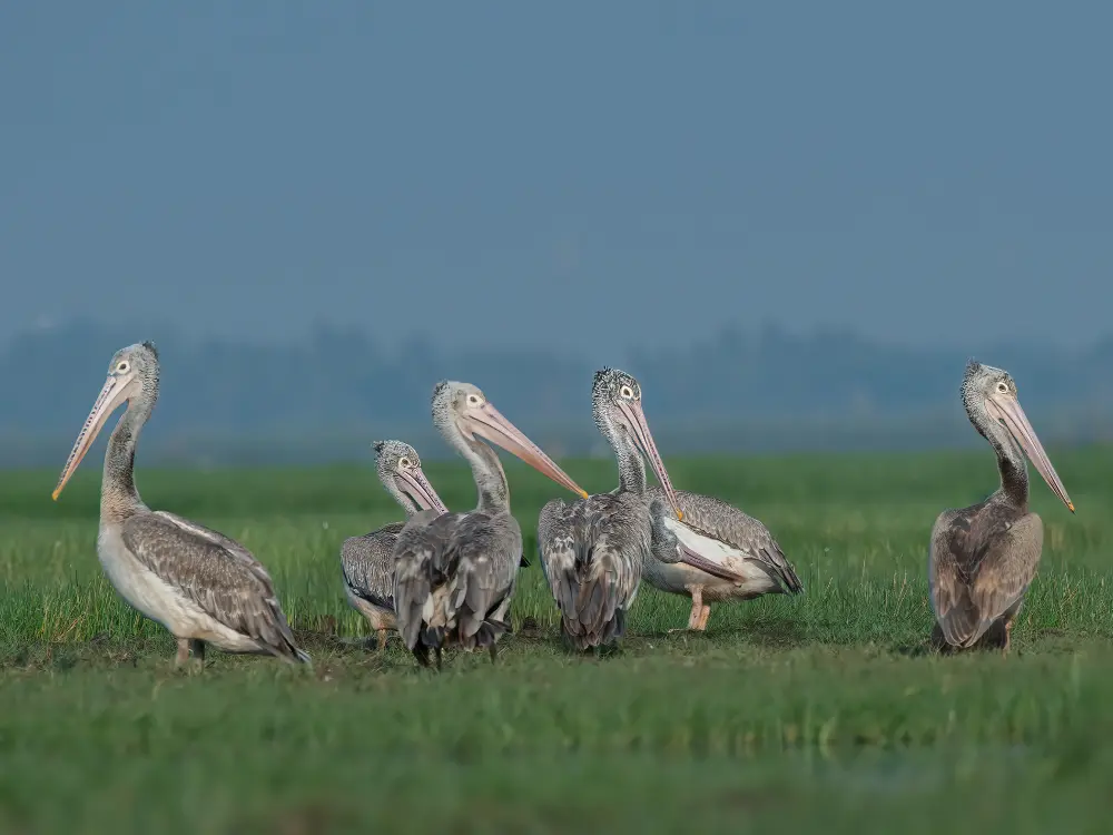 BIRDING-DESTINATIONS.webp