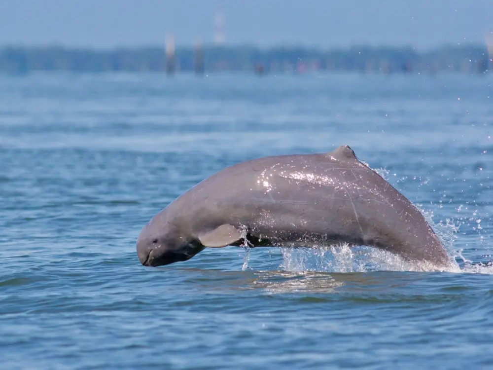 COASTAL-NATURE&CONSERVATION.webp