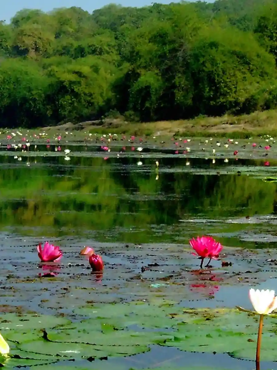 east-od-Anshupa-Lake-card.webp