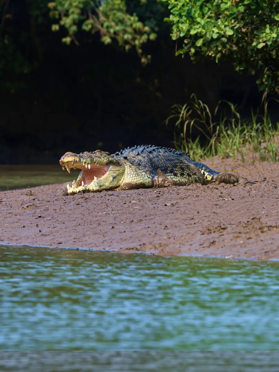 east-od-bhitarkanika-national-park-card.webp