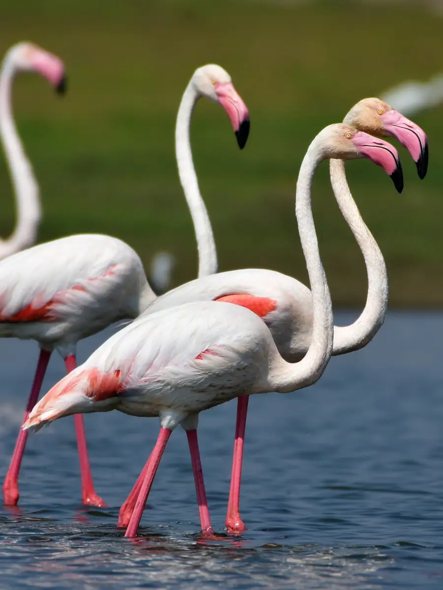 east-od-chilika-lake-card.webp