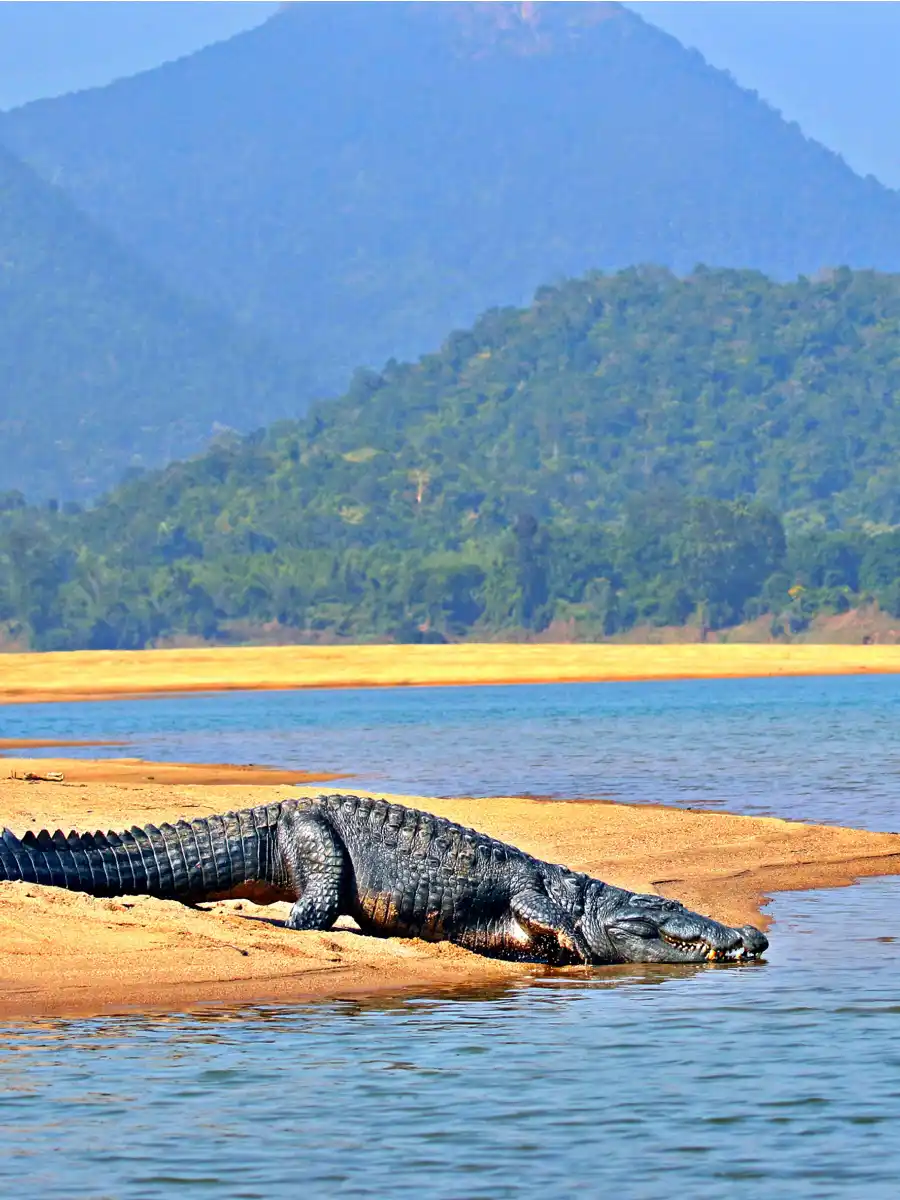 Nayagada